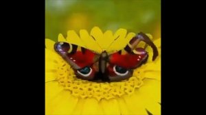 Женщина превращается в красивую бабочку за несколько секунд