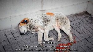 Бездомные собаки: куда обращаться, кто занимается отловом