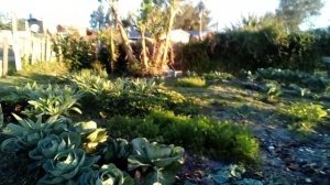 A HORTA ORGANICA A JUDA NA DESPESA DA CASA NA CONPRA  DE ALIMENTOS .