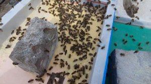 Белковая подкормка пчёл весной