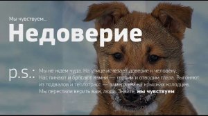 Бездомные животные (социальный ролик)