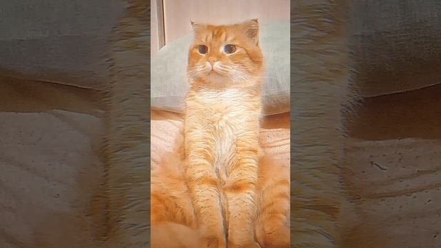#Приколы, #Животные #Кот #Собака, #Юмор #Смехдослез
#Prikoly, #Zhivotnyye #Kot #Sobaka, #Yumor #Smek