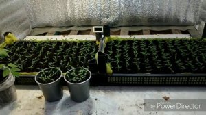 Досветка рассады томатов.Часть 2.