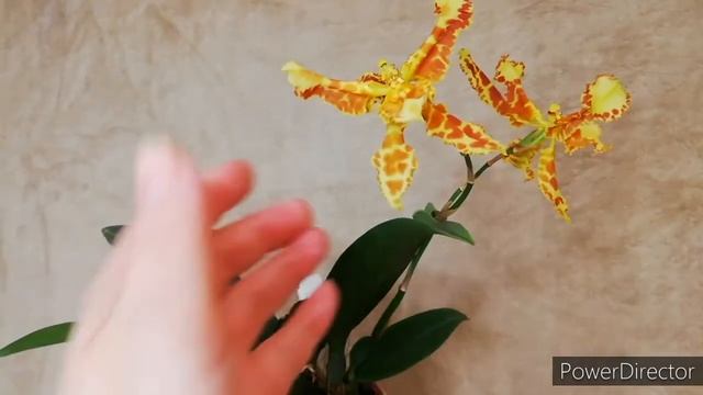 Цветение орхидеи Психопсис марипоза. Psychopsis Mariposa Special `Three Lips` #psychopsismariposa