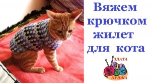 Вяжем крючком жилет для кота МК