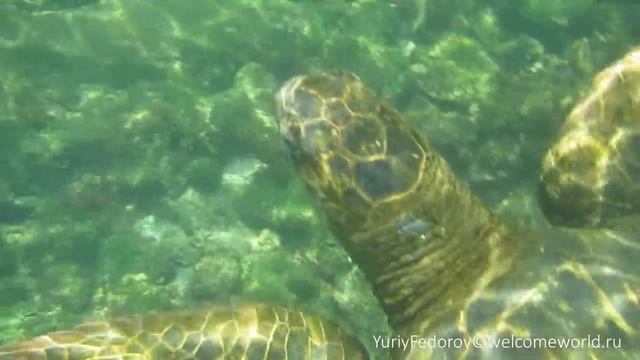 Гигантские морские черепахи на Галапагосах