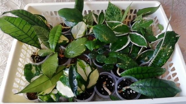 Хойи ищут новый дом смотреть онлайн