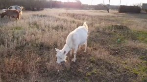 Козы /Зааненские /Нубийские/Ламанча / Вышли погулять / Тёплая зима