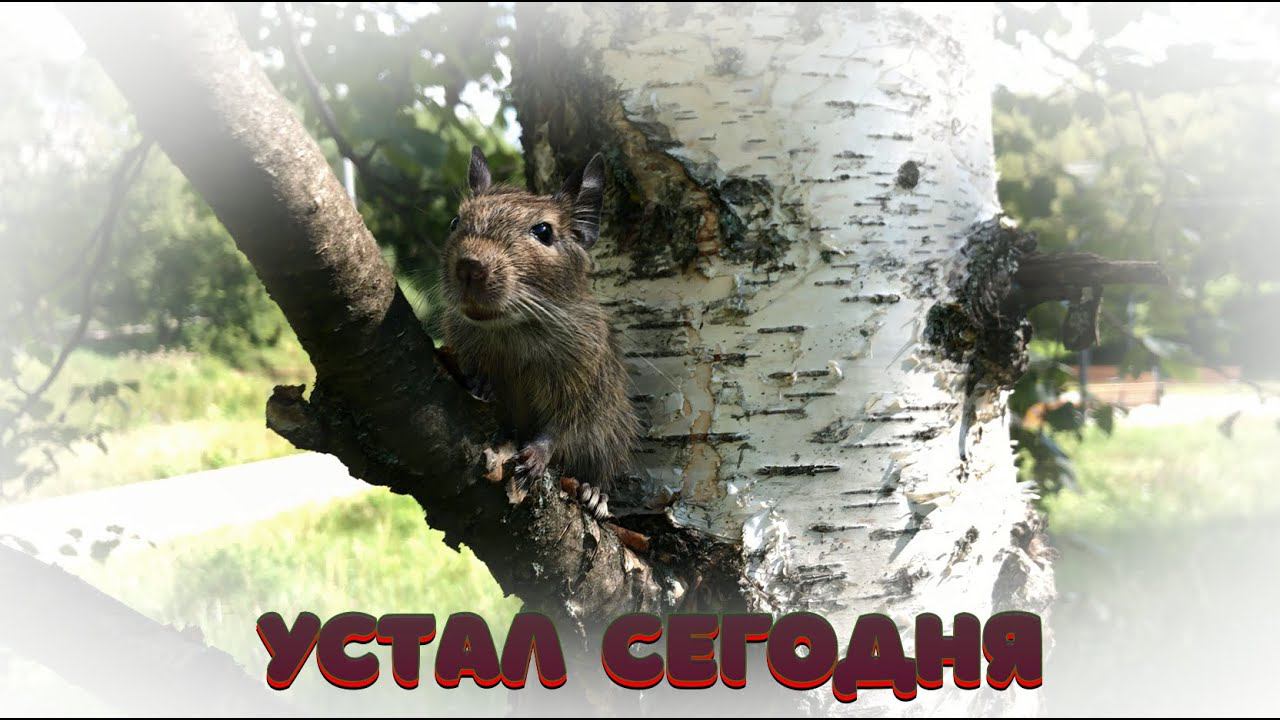 !!! УСТАЛ СЕГОДНЯ!!!    #белка  #грызун #грызуны #дегу  #берёза