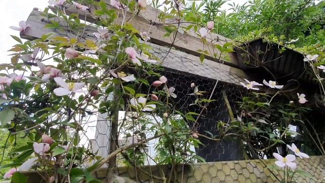 Clematis Montana Rubens | Haltung, Pflege, Standort смотреть онлайн