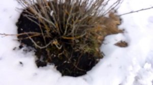 Обрабатываю смородину от лишайника