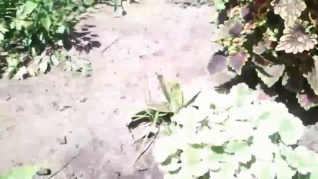 Комнатные растения в открытом грунте (Продолжение Июль) Часть 2-я смотреть онлайн