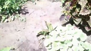 Комнатные растения  в открытом грунте (Продолжение Июль) Часть 2-я