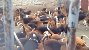 Гончие собаки