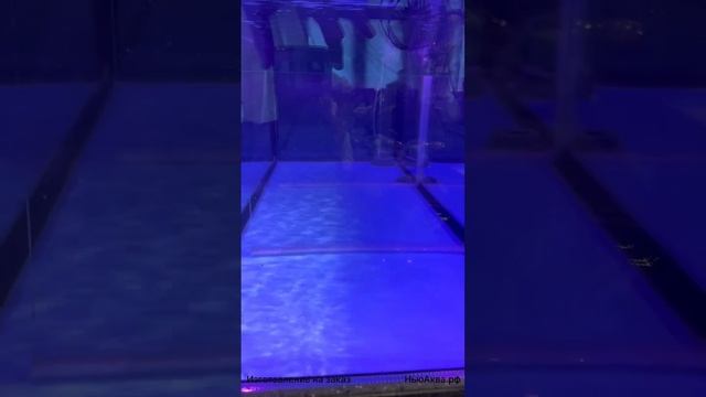 Аквариум для устриц с искуственым камнем. Аквариум для ресторана. смотреть онлайн