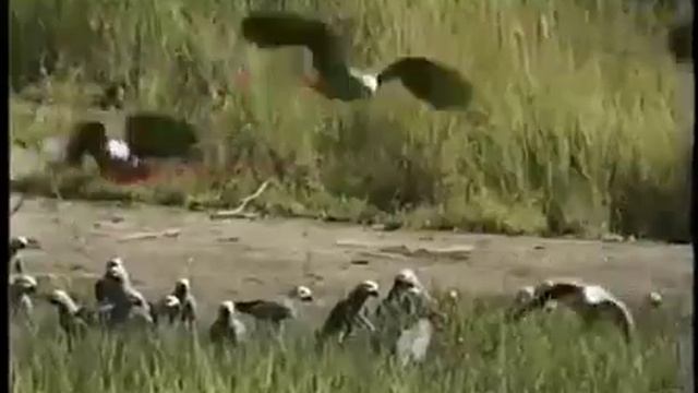 Там, где живут Серые попугаи 2