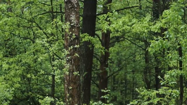 Rainy Forest Sounds for Sleeping, Meditation and Study 🌧️ 3 Hours White Noise Gentle Rain