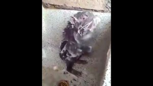 Нашествие мышей. Подборка