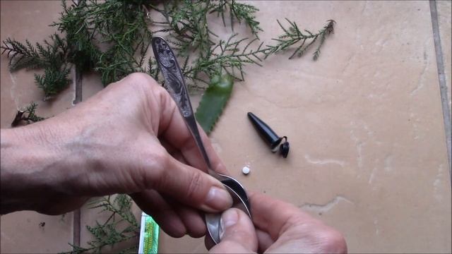 Хвойные  Размножение черенками  Часть 1
