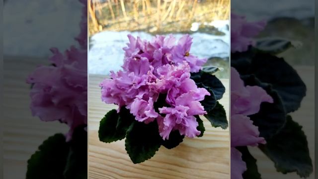 КРАСИВОЦВЕТУЩИЕ СОРТА ФИАЛОК. смотреть онлайн