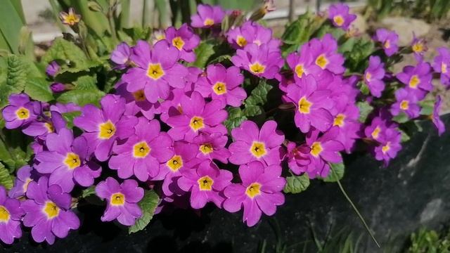 + Примула Юлии (Primula juliae). видеопортрет растения. май 2022 .mp4