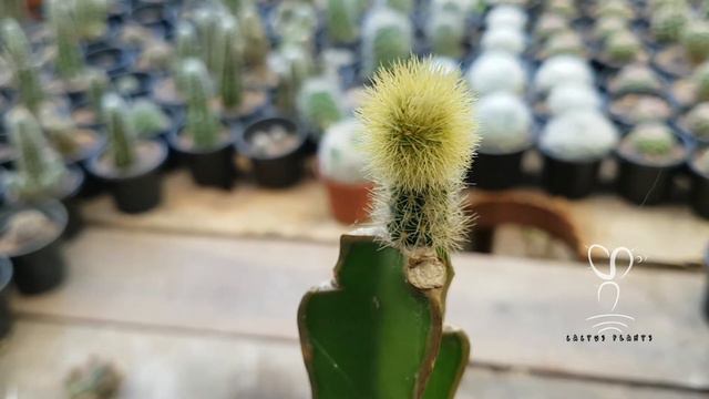 How to make a Beautiful Golden Rat Tail Plant | -1 смотреть онлайн