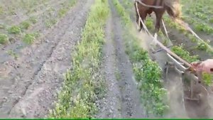 Лошади в работе/прополка картофеля