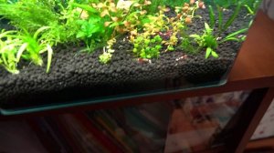 Креветки тайвани купил у Андрея они красивые! Обзор