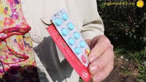 Борьба с паршой на яблоне и кокомикозом на вишне. Описание и лечение болезней