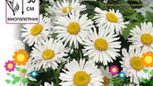 Астра альпийская Белые Альпы. Краткий обзор, описание характеристик, где купить семена aster alpinu