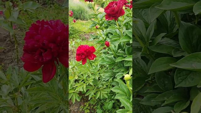 Пион Олд Фейтфул смотреть онлайн