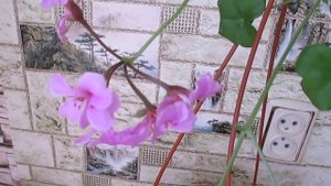 Плющелистная пеларгония зимой