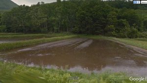 Рисовые поля. Япония.