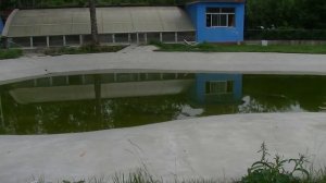 Крокодилы в зоо-сафари Бэйдайхэ