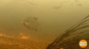 Кормись, рыбка! Доброе утро. Фрагмент выпуска от 22.02.2024