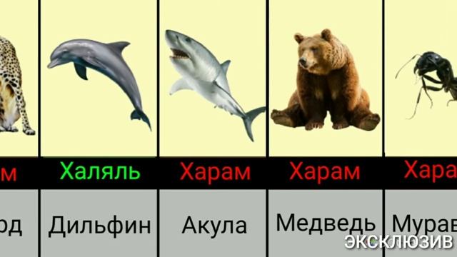 Часть1 Мясо халяльных и запрещенных животных в исламе. Meat of halal and prohibited animals in Isla смотреть онлайн