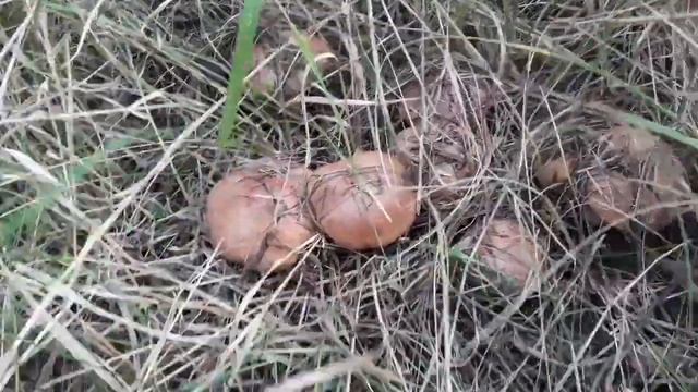 Грибы маслята, осень 2020 смотреть онлайн