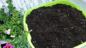 КАЛИБРАХОА! Не получается из семян? ЧЕРЕНКУЕМ!  #черенки #черенкование #калибрахоа