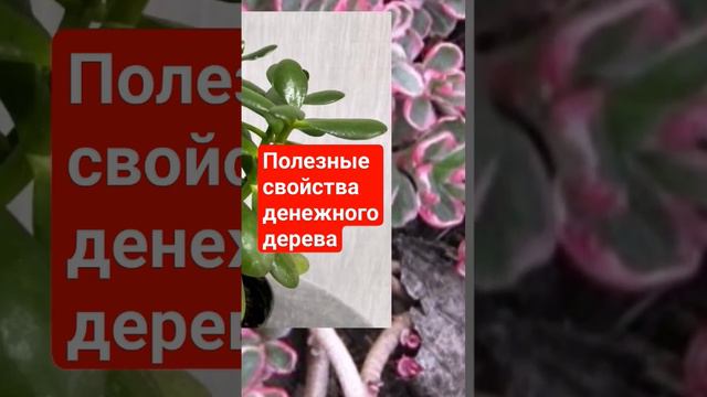 Полезные свойства денежного дерева. Всё  на канале