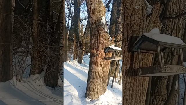 Белка в Абрамцево