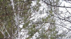 Фото охота на зимнего рябчика с электронным манком