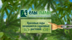 Видеопрезентация питомника "Ёлы-палы" (2014 г.)