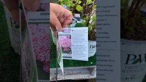 Гортензия древовидная (HYDRANGEA ARBORESCENS) Пинк Анабель 2, Свит Анабель, Стронг Анабель Хиты 202