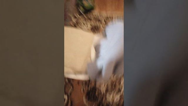 сори что нечего не слышно 🥺🥺🥺🥺🥺 смотреть онлайн