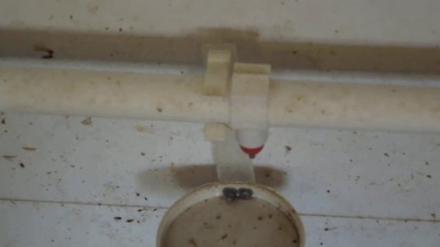 Утята подросли.// Ниппельные поилки.// Новая вентиляция в сарае. смотреть онлайн