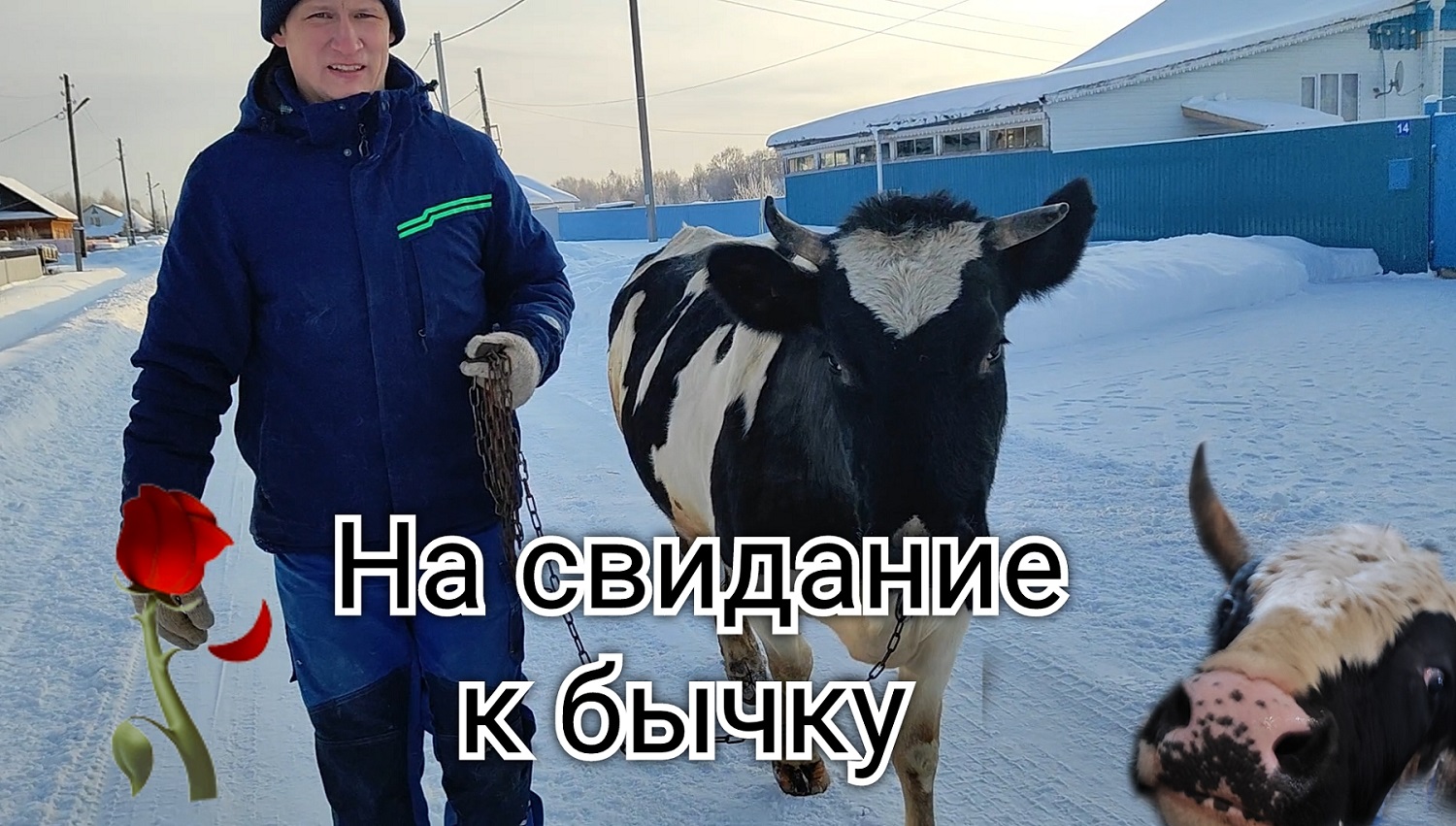 Идем на свидание с бычком))).