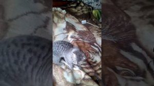 Кот говорит ,,мама,,)))