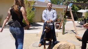 Vom Bustos Hause -  Rottweiler Kennel