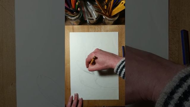 Цветок магнолии простыми карандашами смотреть онлайн