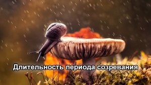 Через сколько дней появляются грибы после дождя и как быстро они растут